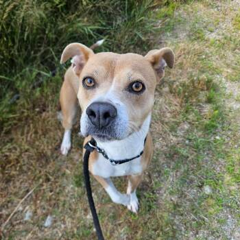 Daisy -  Catahoula Leopard Dog and Terrier Dog for Adoption in Conway, New Hampshire - Daisy | PetCurious
