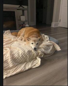 Honey -  Shiba Inu Dog for Adoption in Toms River, New Jersey - Honey | PetCurious