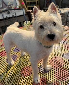 Eddie -  West Highland White Terrier Westie Dog for Adoption in Sioux Falls, South Dakota - Eddie | PetCurious