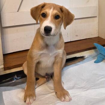 NY Jeffery Avail Aug 26 (MTK Hotel Mount Kisco) -  Mixed Breed Dog for Adoption in Eastford, Connecticut - NY Jeffery Avail Aug 26 (MTK Hotel Mount Kisco) | PetCurious