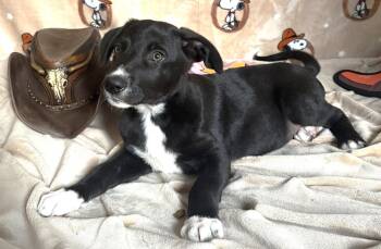 261238  King Julian -  Pit Bull Terrier and Labrador Retriever Dog for Adoption in Wetumpka, Alabama - 261238  King Julian | PetCurious