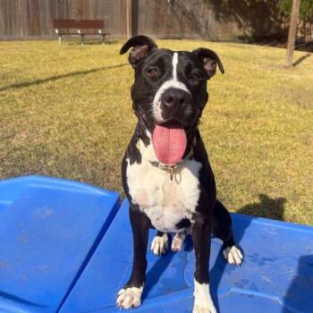 Pit Bull Terrier and Labrador Retriever Dogs Available for Adoption - Buddy Your Best Pal | PetCurious