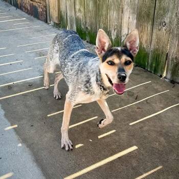 Marlee -  Mixed Breed Dog for Adoption in Groveland, Massachusetts - Marlee | PetCurious