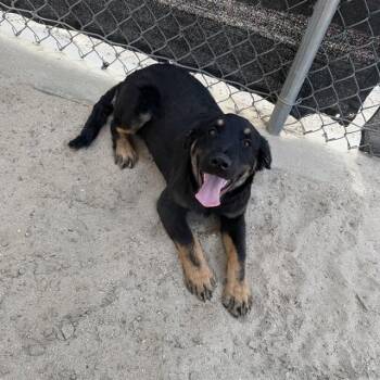 KYUSS -  Border Collie and Terrier Dog for Adoption in Riverside, California - KYUSS | PetCurious