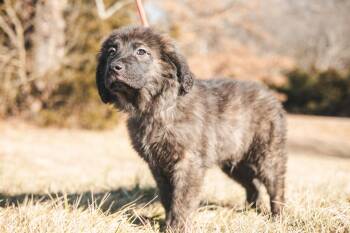 Great Pyrenees and Mixed Breed Dogs Available for Adoption - Baxter - Transport | PetCurious
