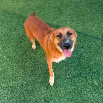 Portland -  Shepherd Dog for Adoption in New York, New York - Portland | PetCurious