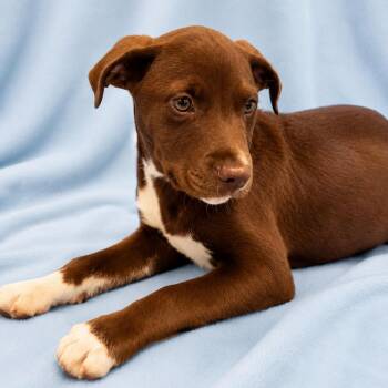 Mixed Breed Dogs Available for Adoption in Sterling, Massachusetts - Kingpin - 12 Weeks ( Avail 6/3) | PetCurious
