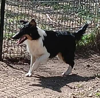 Shetland Sheepdog Sheltie Dogs Available for Adoption in Catlettsburg, Kentucky - Lefty | PetCurious