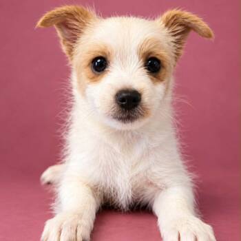 Cobweb -  Chihuahua and Terrier Dog for Adoption in Newport, Tennessee - Cobweb | PetCurious