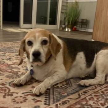 Lilly -  Beagle and Basset Hound Dog for Adoption in Port Barrington, Illinois - Lilly | PetCurious