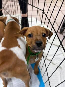 Fanta -  Terrier and Mixed Breed Dog for Adoption in Honolulu, Hawaii - Fanta | PetCurious