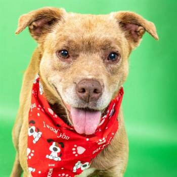 WONDER -  Labrador Retriever and Mixed Breed Dog for Adoption in St. Louis, Missouri - WONDER | PetCurious