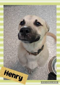 Henry -  Mixed Breed Dog for Adoption in Iron River, Michigan - Henry | PetCurious