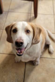 Beagle Dogs Available for Adoption - Pumbaa | PetCurious