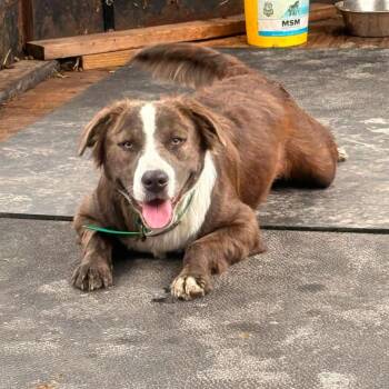 Melia -  Mixed Breed Dog for Adoption in Buffalo, Minnesota - Melia | PetCurious