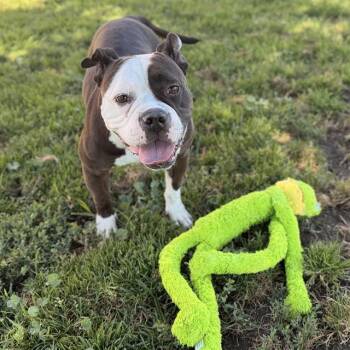 IVY -  American Bulldog and Mixed Breed Dog for Adoption in Modesto, California - IVY | PetCurious