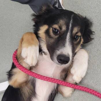 Bella -  Australian Shepherd and Mixed Breed Dog for Adoption in Portland, Oregon - Bella | PetCurious