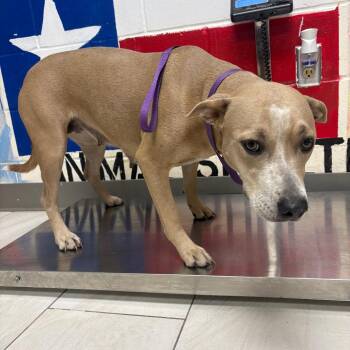 Alta -  Pit Bull Terrier Dog for Adoption in Lufkin, Texas - Alta | PetCurious