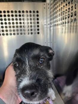 A478925 -  Terrier and Mixed Breed Dog for Adoption in Oklahoma City, Oklahoma - A478925 | PetCurious