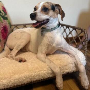 Jack the Jolliest Gentleman -  Chihuahua and Jack Russell Terrier Dog for Adoption in Friendswood, Texas - Jack The Jolliest Gentleman | PetCurious