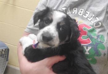 Australian Shepherd and Mixed Breed Dogs Available for Adoption in St. Louis, Missouri - CICADA | PetCurious