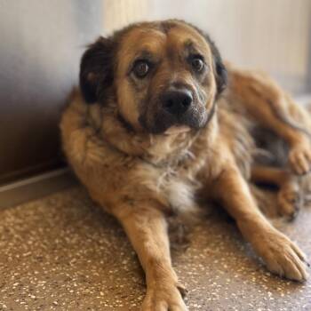 Bellamy -  German Shepherd Dog and Australian Shepherd Dog for Adoption in Salt Lake City, Utah - Bellamy | PetCurious