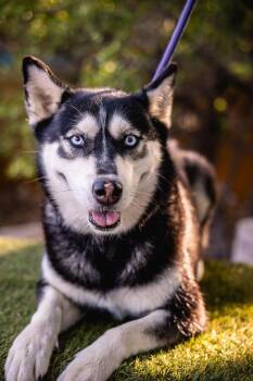 Husky Dogs Available for Adoption in Anacortes, Washington - Luna | PetCurious