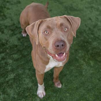 Talia -  Pit Bull Terrier Dog for Adoption in Pasadena, California - Talia | PetCurious