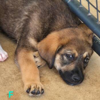Rescue Anatolian Shepherd and Shepherd Dogs for Adoption in Floresville, Texas - Winnie | PetCurious