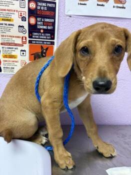 61586335 -  Dachshund and Mixed Breed Dog for Adoption in El Paso, Texas - 61586335 | PetCurious
