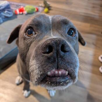 Staffordshire Bull Terrier Dogs Available for Adoption in San Diego, California - Tyson | PetCurious