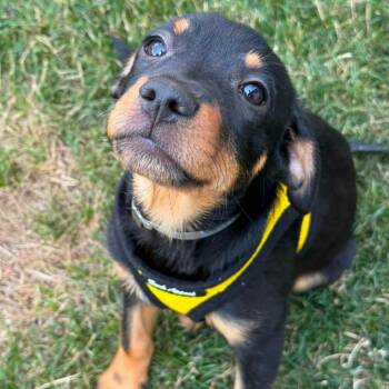 Cabo -  Dachshund and Mixed Breed Dog for Adoption in Tomah, Wisconsin - Cabo | PetCurious