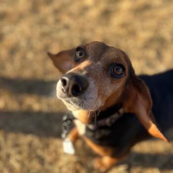 Colette -  Beagle Dog for Adoption in Fairfax Station, Virginia - Colette | PetCurious