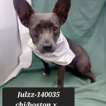Chihuahua and Boston Terrier Dogs Available for Adoption - Julzz | PetCurious
