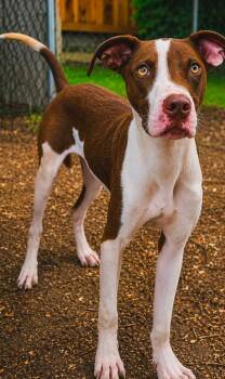 Roy Al Knight -  Labrador Retriever and Terrier Dog for Adoption in El Dorado, Arkansas - Roy Al Knight | PetCurious