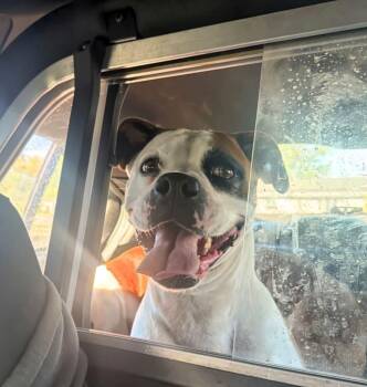 Sally -  Boxer Dog for Adoption in Woodbury, Minnesota - Sally | PetCurious