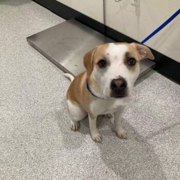 Lady -  Pit Bull Terrier Dog for Adoption in Lake Havasu City, Arizona - Lady | PetCurious