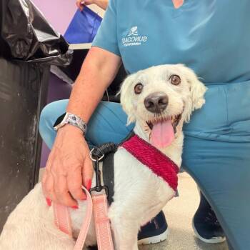 Bear -  Havanese Dog for Adoption in Englewood, Florida - Bear | PetCurious