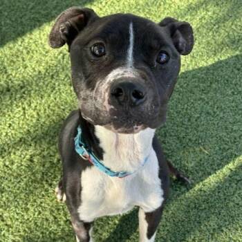 Pit Bull Terrier and Mixed Breed Dogs Available for Adoption in Indianapolis, Indiana - Gibby | PetCurious