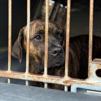 Cane Corso Dogs Available for Adoption in Fort Smith, Arkansas - Reese | PetCurious