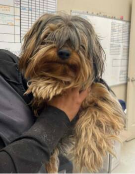 Yorkshire Terrier Dogs Available for Adoption in Sedalia, Colorado - Brookie | PetCurious