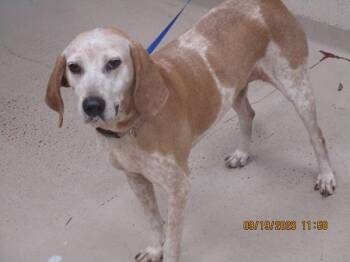 Harley (879) -  Hound Dog for Adoption in Marietta, Georgia - Harley (879) | PetCurious