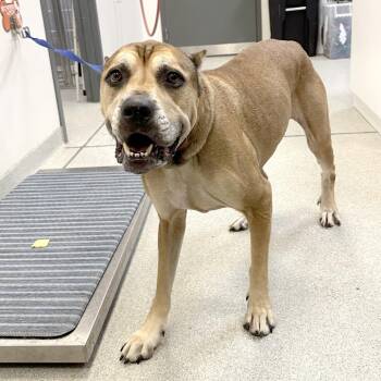 Gloria -  Mixed Breed Dog for Adoption in Franklin, Tennessee - Gloria | PetCurious
