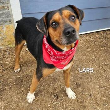 Lars -  Beagle and Mixed Breed Dog for Adoption in Sevierville, Tennessee - Lars | PetCurious