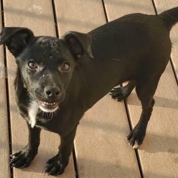 Beatrice -  Mixed Breed Dog for Adoption in Lexington, Kentucky - Beatrice | PetCurious