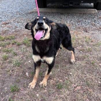 Zoey NC -  Border Collie and Mixed Breed Dog for Adoption in Fairfax, Virginia - Zoey NC | PetCurious