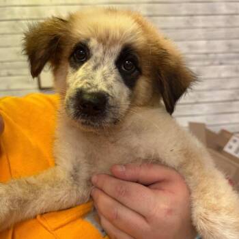 Whisper -  Mixed Breed Dog for Adoption in Buffalo, Minnesota - Whisper | PetCurious