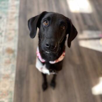 Black Labrador Retriever and German Shorthaired Pointer Dogs Available for Adoption - Sweetie Soft Soul Sidekick | PetCurious