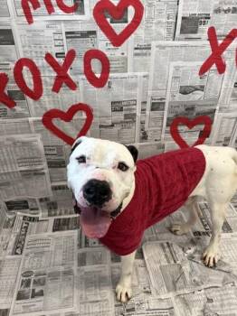 Mixed Breed Dogs Available for Adoption in Lafayette, Indiana - Zeus | PetCurious