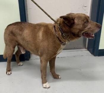 Mixed Breed Dogs Available for Adoption in Savannah, Georgia - Pecan | PetCurious